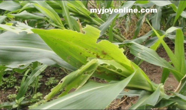Fall armyworms resurface in North East region