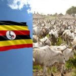 Uganda to issue birth certificates to Cows