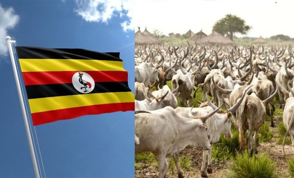 Uganda to issue birth certificates to Cows