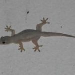 Man dies after allegedly swallowing a Gecko as a party dare