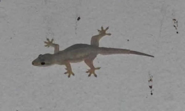 Man dies after allegedly swallowing a Gecko as a party dare