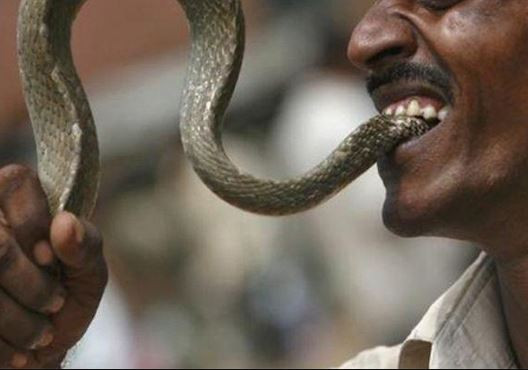 BIZZARE: Man who was bitten by snake gets revenge; bites it back and chews it