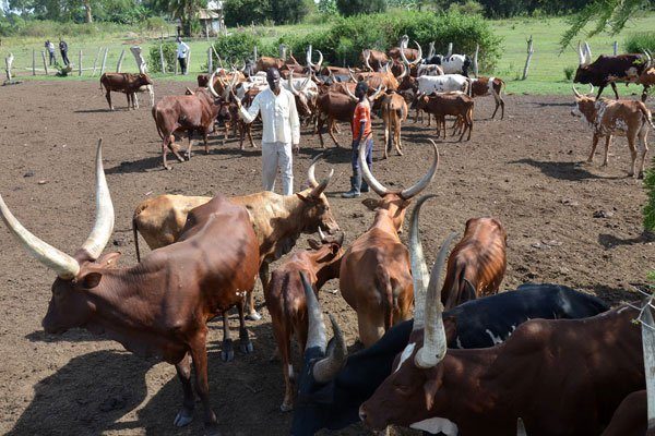 Ugandan Government to issue birth certificates for cows