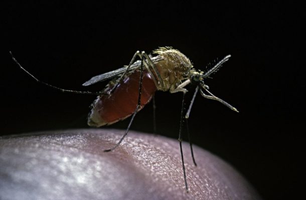 We are 'far from a malaria-free world' - WHO report