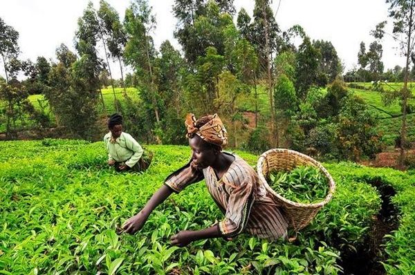 Increase investment in Agric – WACCI boss to African governments