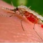 We are 'far from a Malaria free World' - WHO report