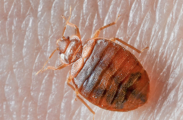 VIDEO: This invasion of bed bugs will make your skin crawl