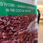 Ghana yet to decide on cocoa farmgate price -Cocobod