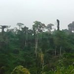 ‘We have cut them all’: Ghana struggles to protect its last old-growth forest