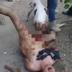 HORRIFIC: Mexican gang strip off rapist; allows pitbull tear off his genitals to chew