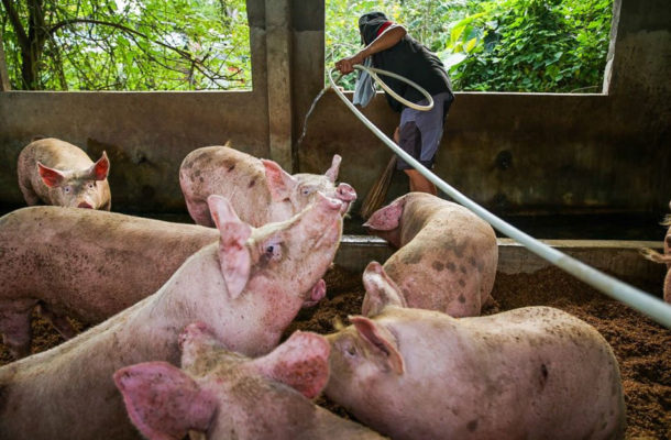 South Korea to kill 4,000 pigs as it confirms first African swine fever outbreak