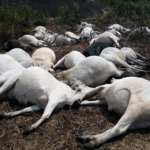 MYSTERIOUS: Herdsmen flee after thunder kills 36 cows