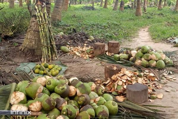 Minister urges Ghanaians to venture into coconut production