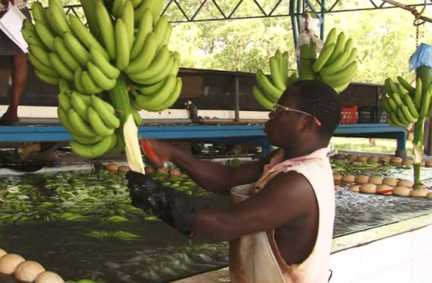 Maintain tariffs on Latin American imports - African banana producers urge EU
