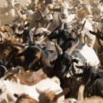 ECOWAS warns deadly livestock disease could threaten millions of goats and sheep