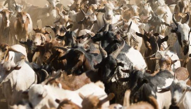 ECOWAS warns deadly livestock disease could threaten millions of goats and sheep