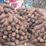 'You cheat us with pen, we kill you with chemicals' - Ghanaian yam farmers