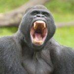 Deadly parasite 'jumped' from gorilla to humans