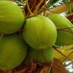 Coconut production to go up by 2022 — GEPA