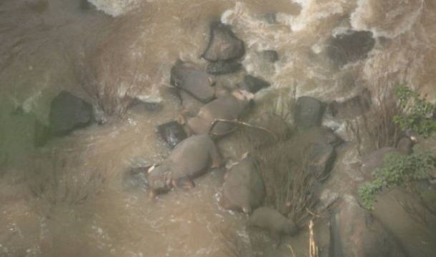 Six elephants die trying to save each other