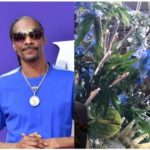 Snoop Dogg gets 48-Joint weed bouquet for 48th birthday
