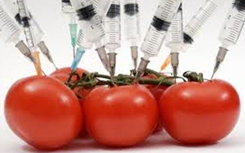 GMO foods are safe for humans and environment - Scientist