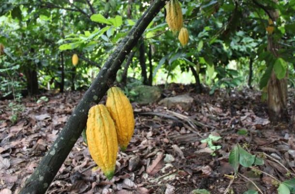 We'll promote cocoa plantation development - COCOBOD