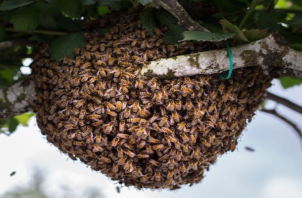 Bimbila: Two arrested for allegedly causing bees to disrupt Ghana Card registration
