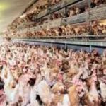 Ghana poised to become Self-Sufficient in Poultry Production