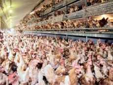 Ghana poised to become Self-Sufficient in Poultry Production