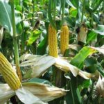 Farmer loses 77.5 Acres illegal maize farm in forest reserve