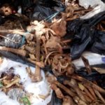 Human ‘bones’ dumped on refuse site