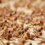 UN warns locusts could invade Kenya