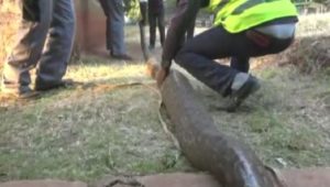 VIDEO: Residents capture 100kg python, take it to governor’s office