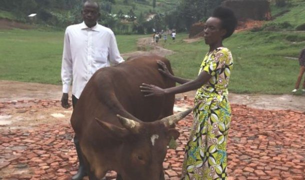 Cow named after Robert Burns given to Rwandan hero