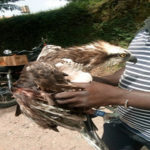 PHOTOS: Visiting London bird' found in Ghana with website address