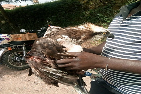 PHOTOS: Visiting London bird' found in Ghana with website address