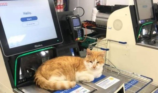 Supermarket cat defies Tesco ban