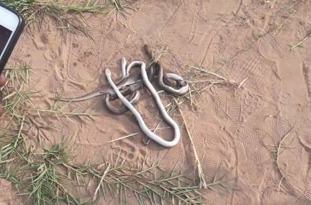 Three snakes killed in Liberty Professionals-Hearts clash