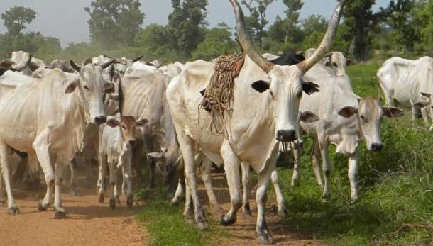 C/R: Four armed robbers arrested for stealing 60 cattle