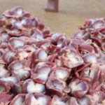 Importers under investigation for importing infested gizzard