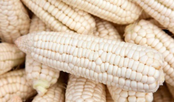 Charcoal could quadruple productivity of maize farms – Scientist