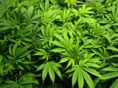 Ghana legalises Cannabis for Health and Industrial purposes