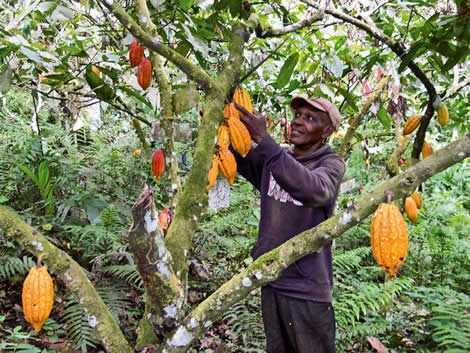 Cocobod to support Farmers fight soil acidity