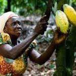Cocoa farmers to receive monthly pension pay from age 65
