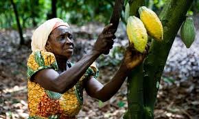 Cocoa farmers to receive monthly pension pay from age 65
