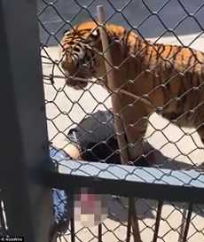 Tiger at  Zoo tests positive for Coronavirus