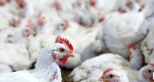 How man stole 64 chickens in Kaduna, Nigeria