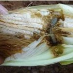 Army worms destroy maize farms in 12 Communities in Assin South