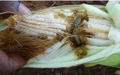 Army worms destroy maize farms in 12 Communities in Assin South